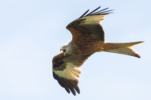 Red Kite
