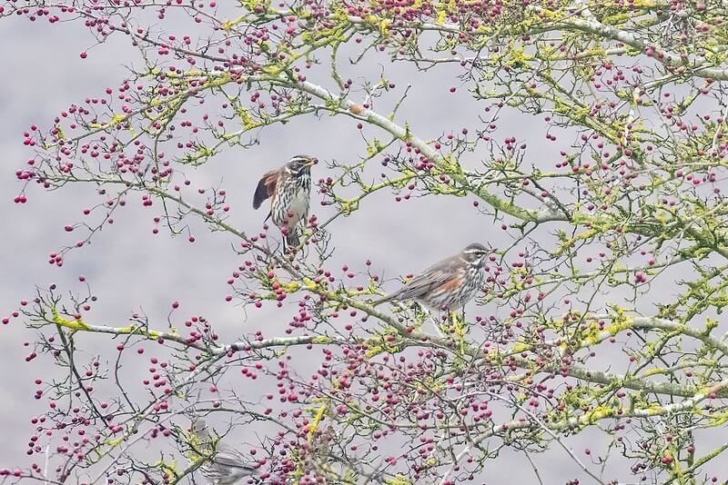redwings and fieldfares love the autumal berries redwings and fieldfares love the autumal berries