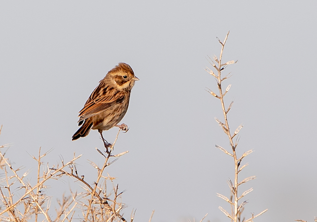 Reed Bunting on hedge