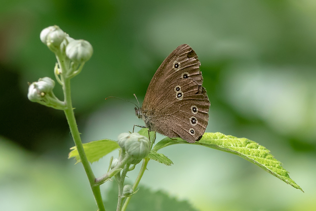 Ringlet butterfly