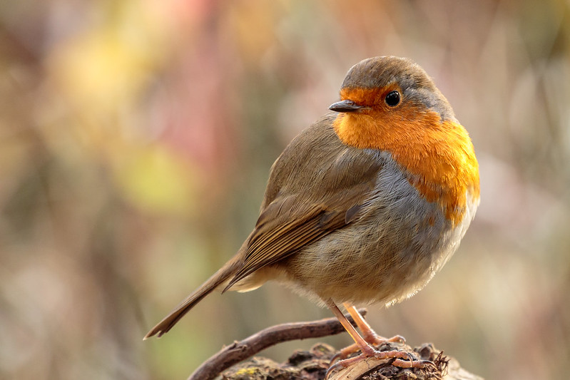 European robin with eye on a rule-of-thirds intersection and generous space to look into; warm autumn bokeh