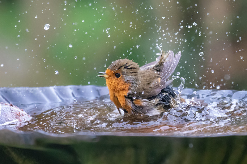 robin in bird bath
