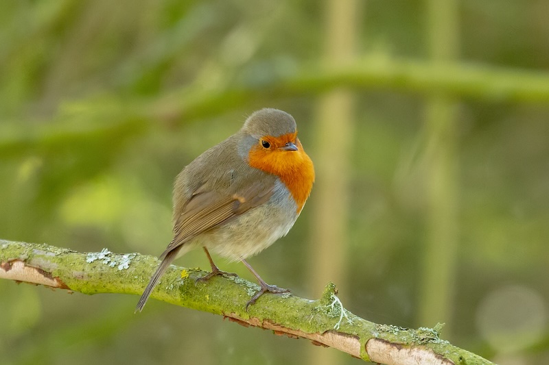robin before being cropped