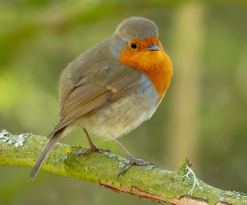 Robin photo after cropping
