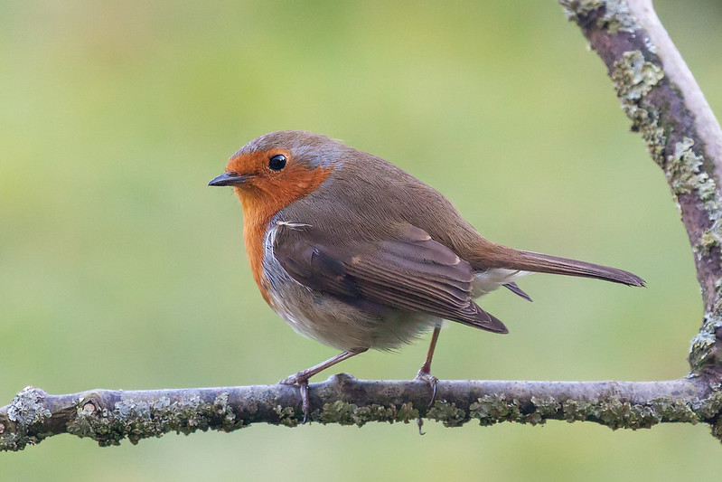 European robin centered in frame  - example of rule of thirds mistake in woodland photography