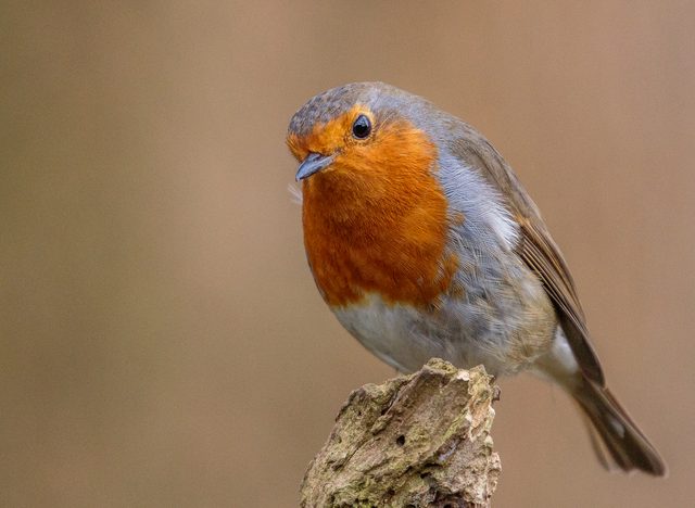 A robin perched on a mossy post, photographed on a Canon EOS 7D Mark II