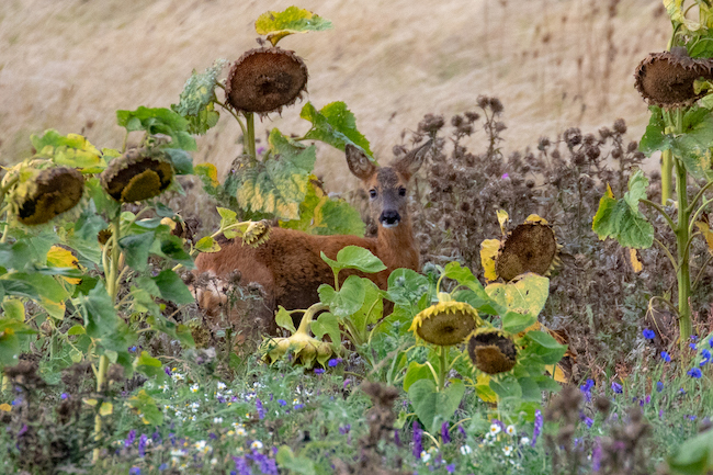 A Roe Deer amongst the sunflowers