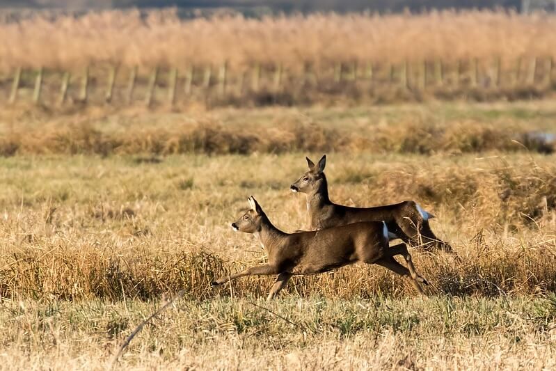 Roe pair at Nene Washes Roe pair at Nene Washes