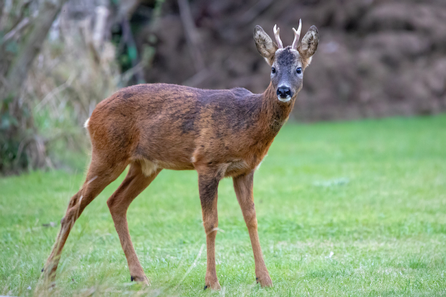 Side view of Roe Deer buck