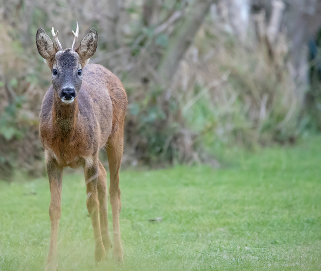 A Roe Deer buck