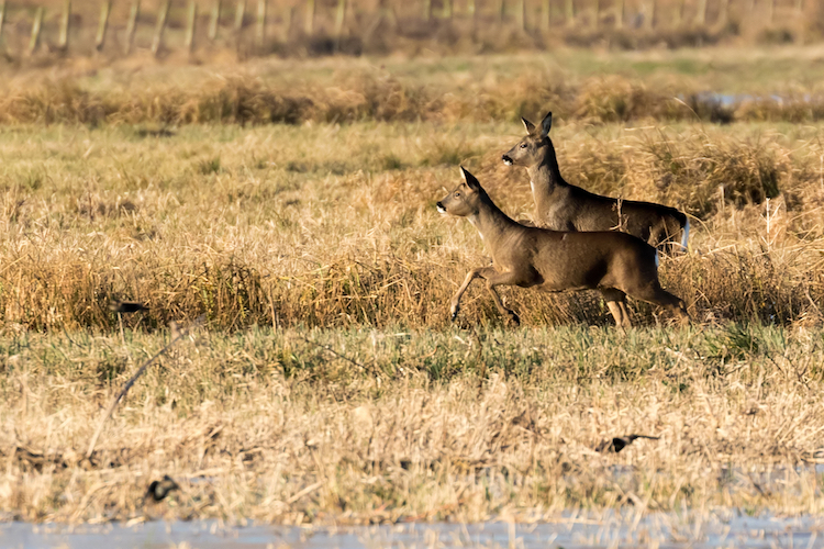 Two Roe Deer does bounding energetically beside frosty reeds and water at RSPB Nene Washes in winter.