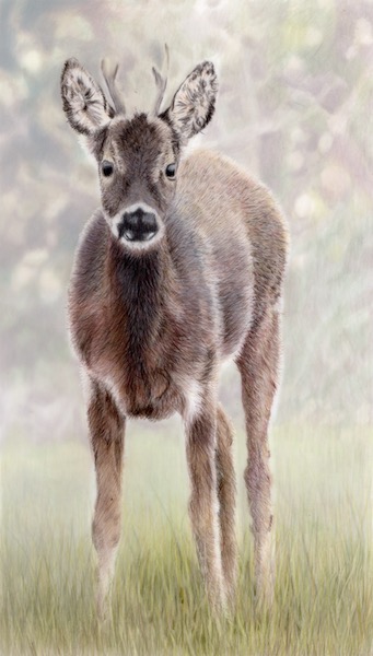 My coloured pencil drawing of the Roe Buck seen at Spurn Head