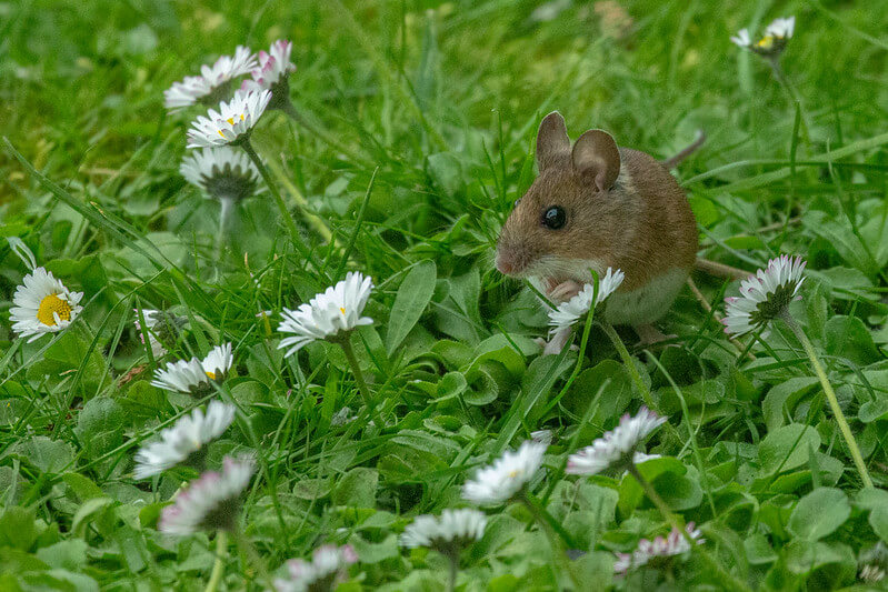 Wood Mouse in short grass holding a seed.