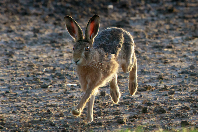 Running brown hare