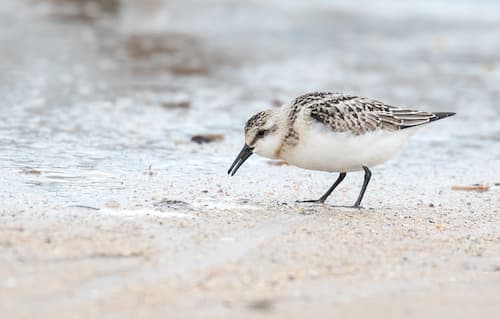 A low-angle wildlife photo of a Sanderling running on a sandy beach, successfully demonstrating the photography technique.