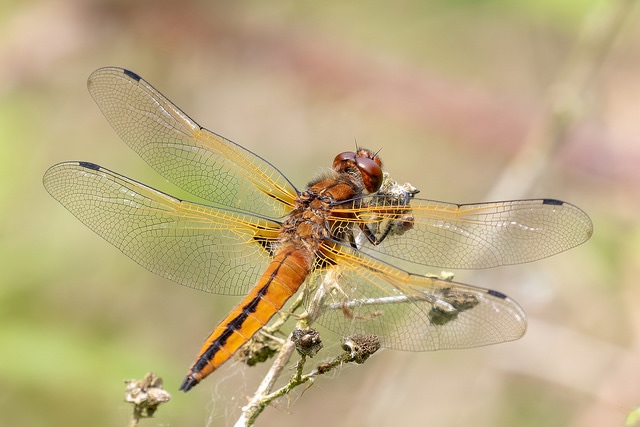 Scarce Chaser dragonfly photo