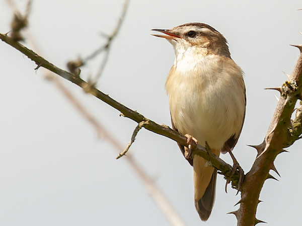 sedge warbler small