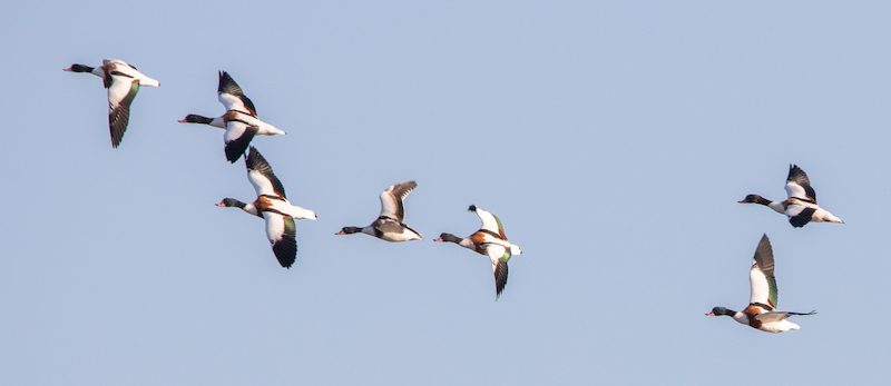 A flock of Shelduck in flight