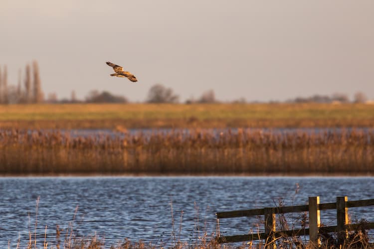 My first exhilarating glimpse Short-eared Owl flying away low over the frosty Nene Washes Cambridgeshire.