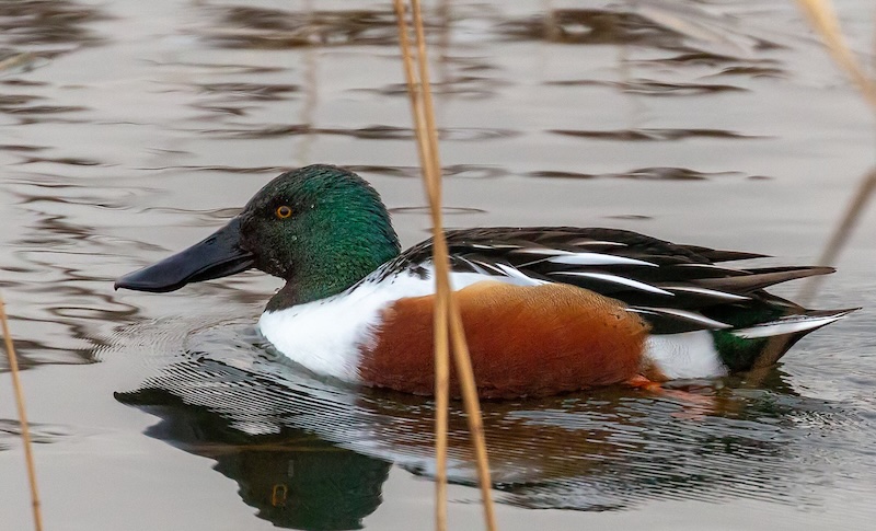 The spatula shaped beak of a shoveler duck The spatula shaped beak of a shoveler duck