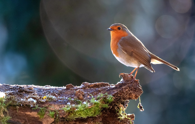 Side-on backlit robin with clean rim light along its back against a dark hedge