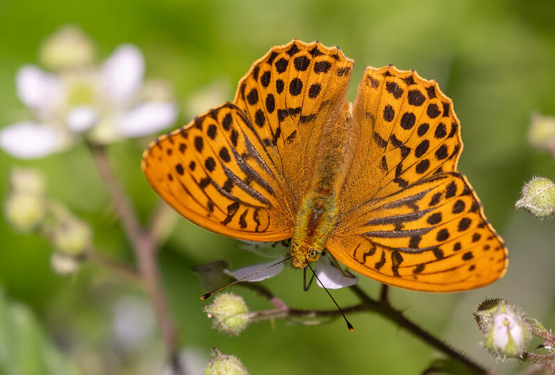 silver washed fritillary with blurred wings