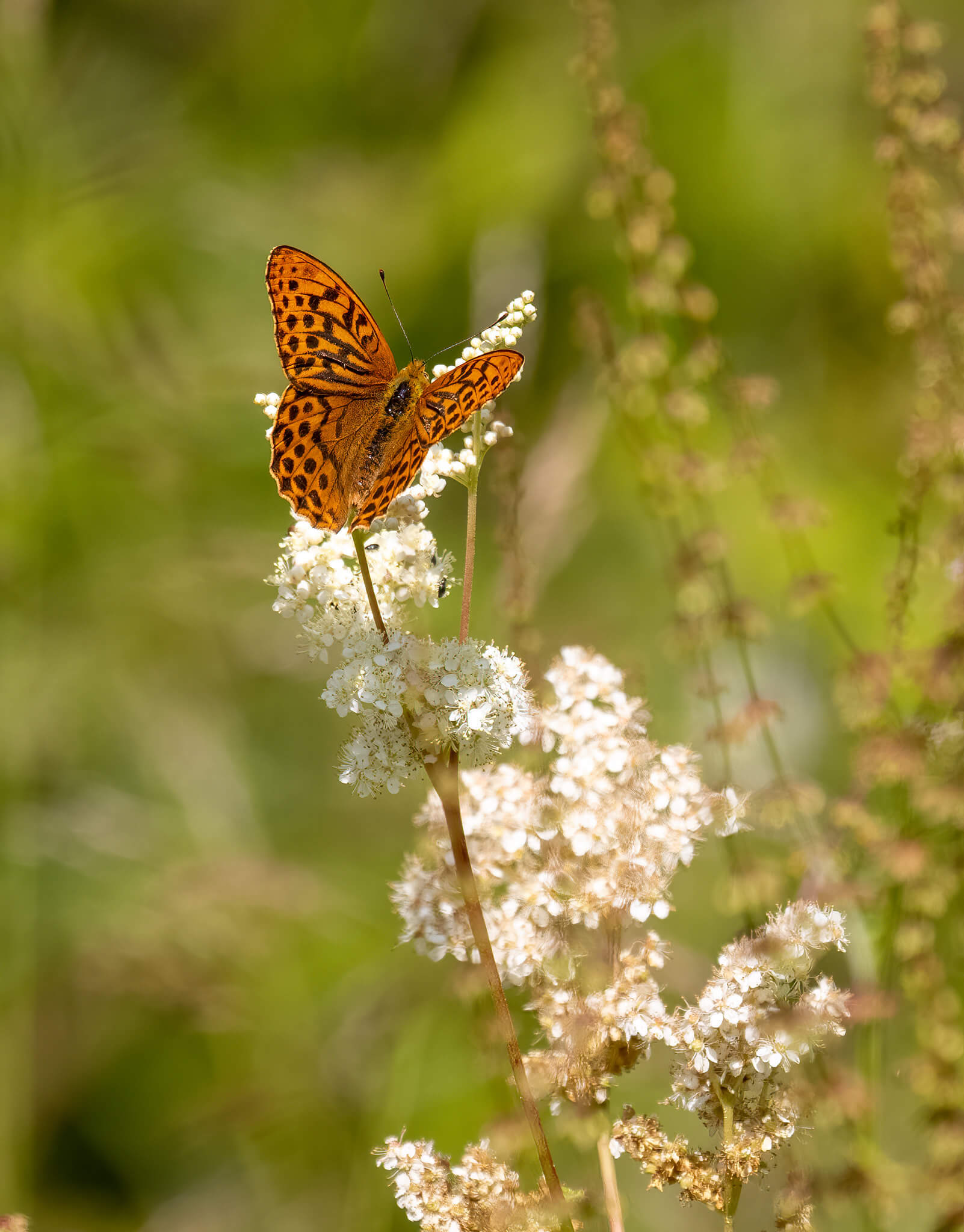 silver washed fritillary from further away
