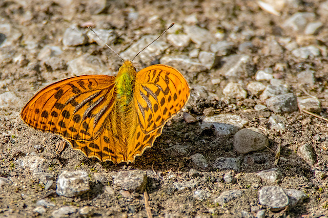 Silver Washed Fritillary butterfly