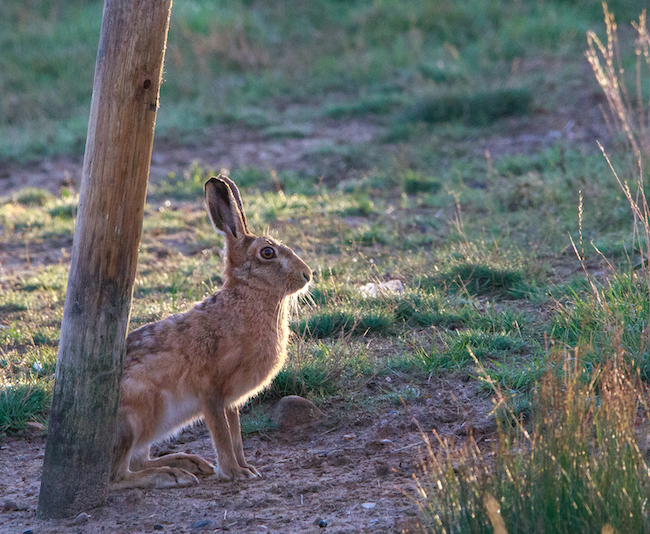 Brown Hare sitting in the early morning golden light