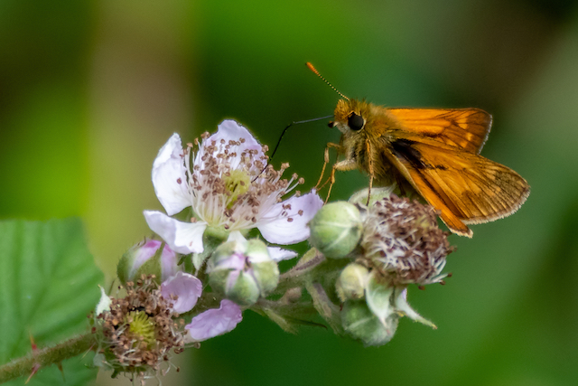 Small Skipper butterfly