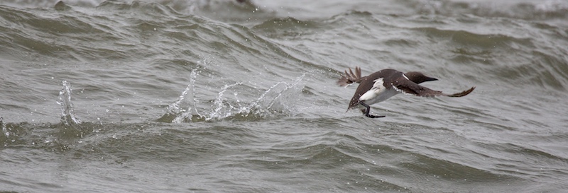 Guillemot flying low over the sea