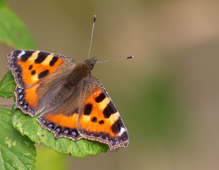 Small Tortoiseshell butterfly positioned off-centre on a green leaf, illustrating the Rule of Thirds composition.
