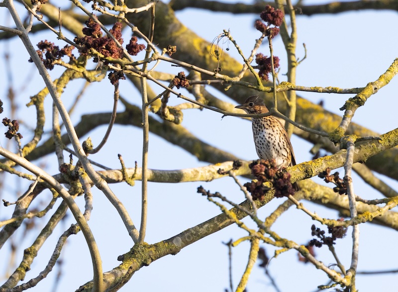 A Song Thrush perched in the upper branches of a tree, surrounded by lichen-covered twigs and budding spring growth.