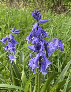 Spanish bluebells beside the road