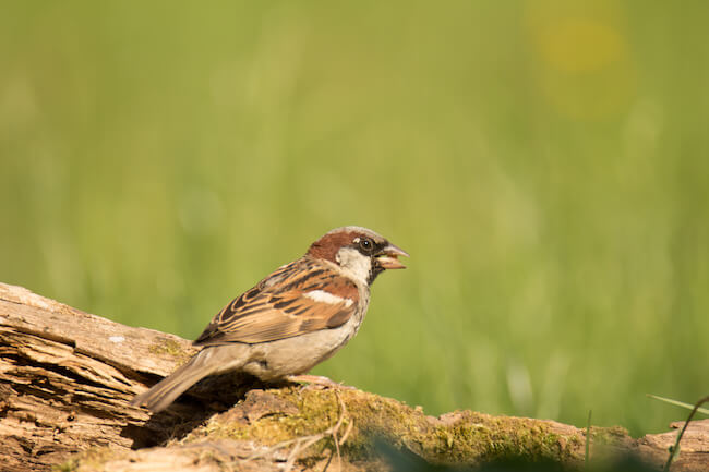 Cock Sparrow taken on the Canon 100D