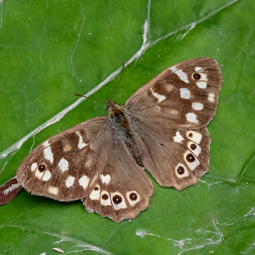 Speckled Wood butterfly