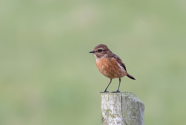 Photo of a male stonechat on a fence post