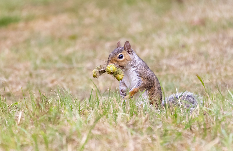 squirrel with acorns