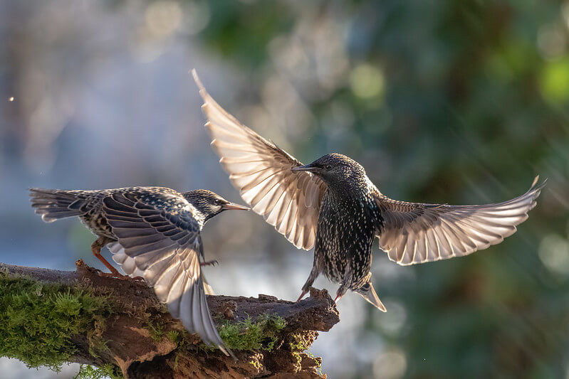 Two starlings on a branch Two starlings on a branch
