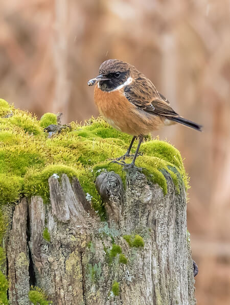 Male Stonechat in winter plumage