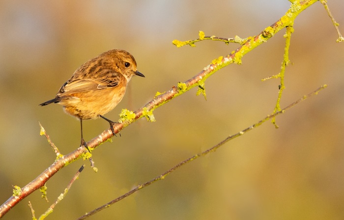 Stonechat photographed at golden hour