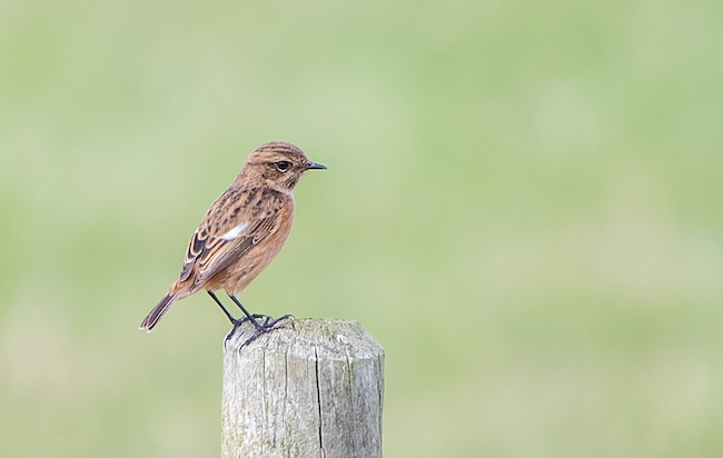 Photo of a female stonechat on a fence post