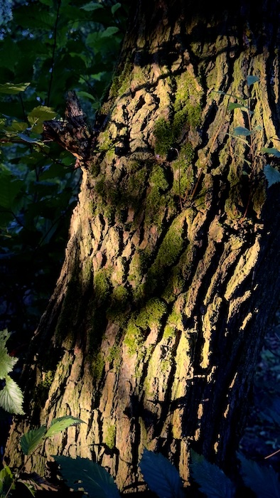 Mossy tree trunk bathed in warm golden-hour light; honey-coloured bark with soft-edged shadows
