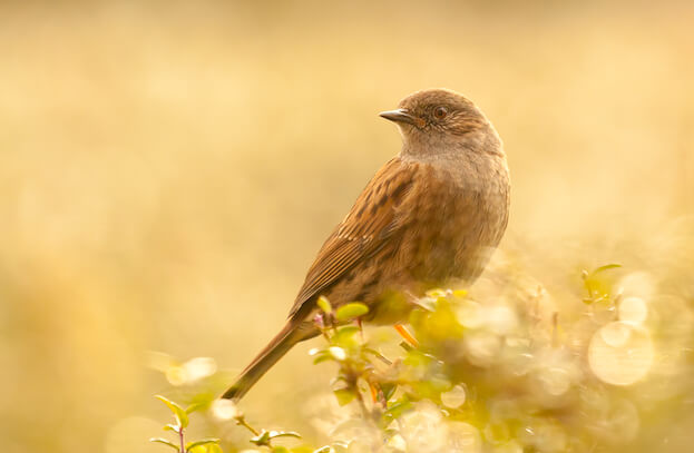 Photo of Dunnock on our garden hedge at sunrise