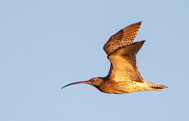 Flying Curlew at Golden Hour
