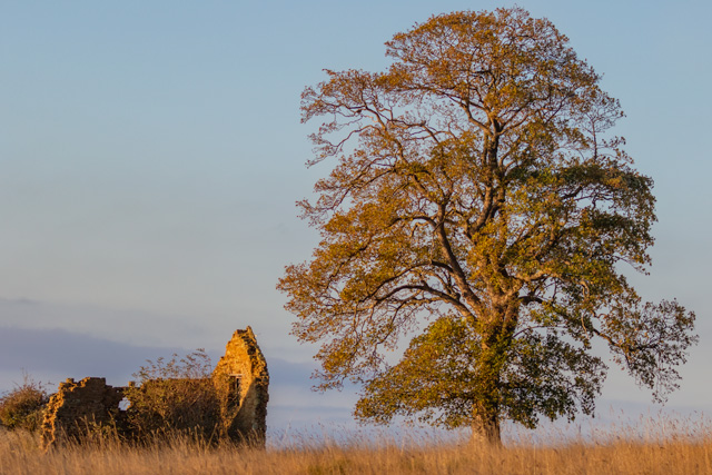Ruined cottage and tree and sunrise