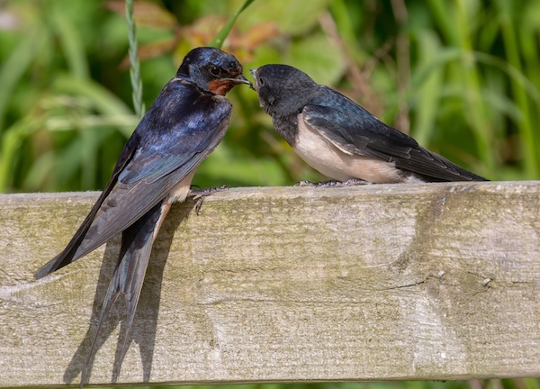 Parent feeding young swallow
