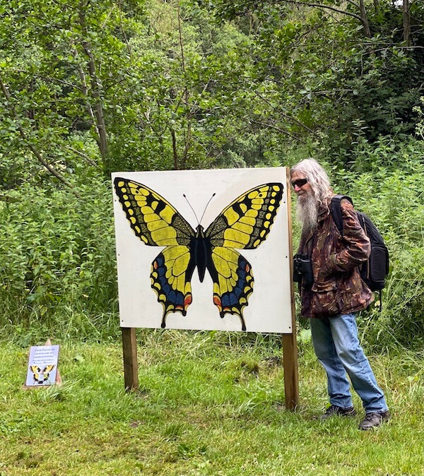 A large poster showing a swallowtail butterfly, with my husband standing beside it.
