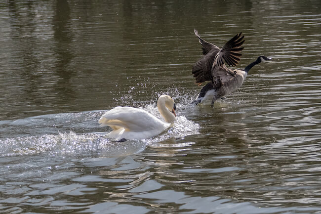 Male Mute Swan chasing goose away from cygnets