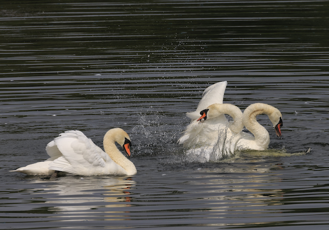 Mute swans attacking each other Mute swans attacking each other